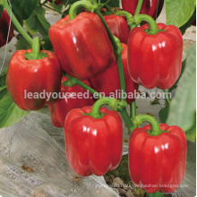 ASP211 Tixu good quality red color sweet pepper seeds f1 hybrid